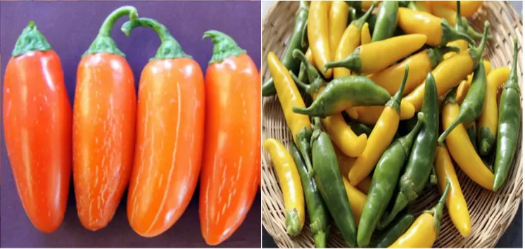 Figure 1. (a) ‘Numex Pumpkin Spice’ (a jalapeño type) and (b) ‘NuMex LotaLutein’ (a serrano type) fruits